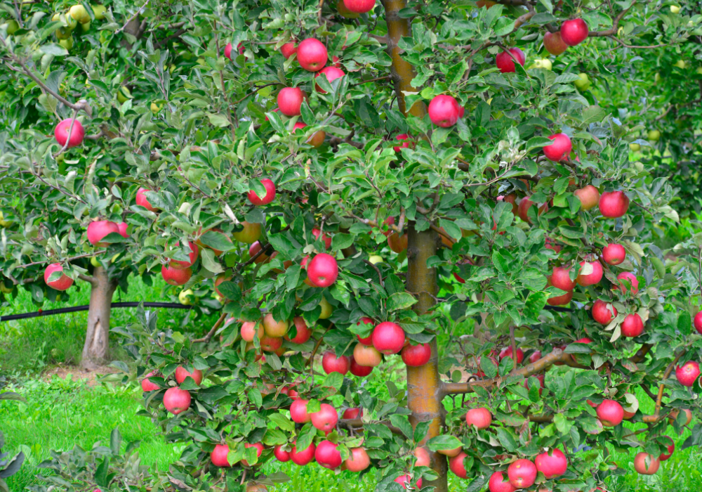 Apple tree