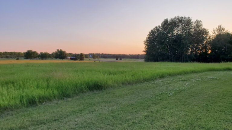 earlymorninggrass 768x432